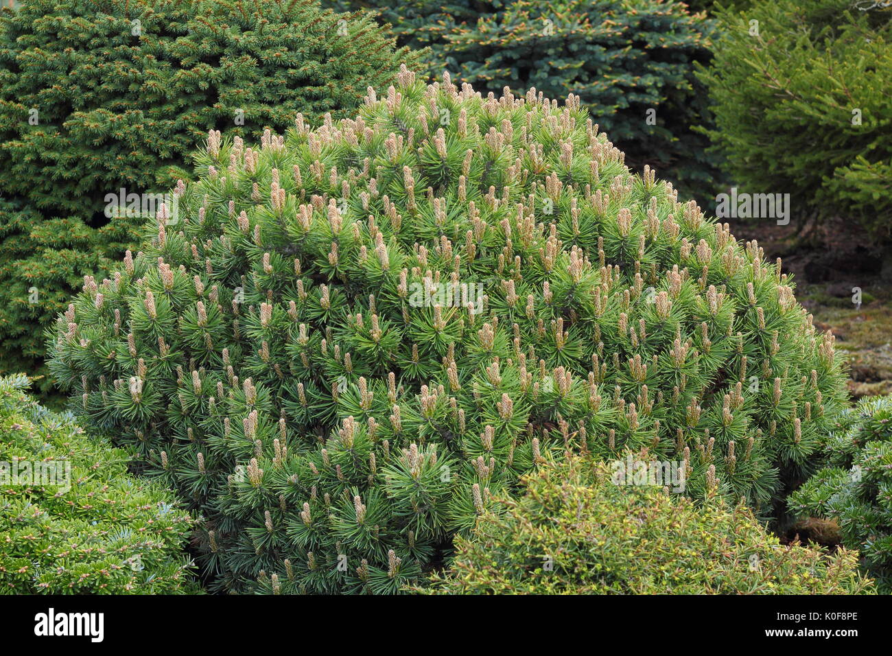 Dwarf Mountain Pine (Pinus mugo) var. "Piggelmee', con forma de globo terráqueo un pino enano, en un jardín DEL REINO UNIDO Foto de stock