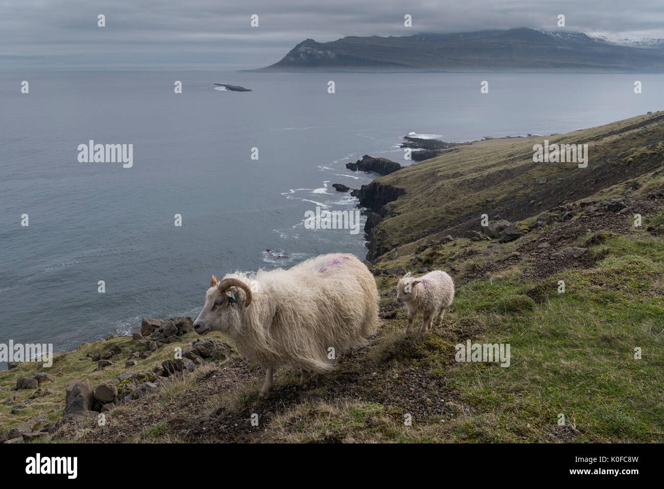 Y cordero por oveja (Ovis), cerca de Höfn, Eastfjords, Islandia Foto de stock