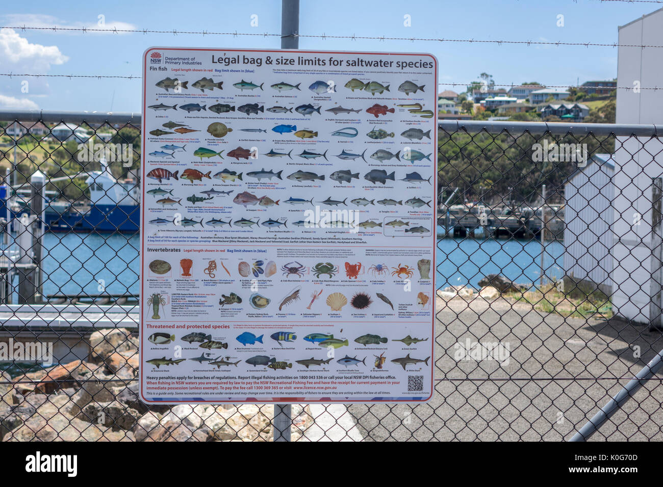 Gobierno de Nueva Gales del Sur Bolsa legal y los límites de tamaño de los peces de agua salada especies Poster en exhibición en Puerto Edén, Nueva Gales del Sur, Australia Foto de stock