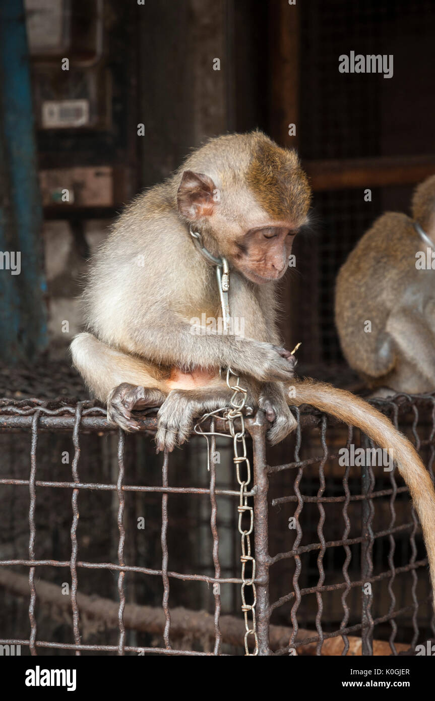 Encadenado, joven, mono macaco para la venta en el mercado de pájaros y animales en Denpasar, en el sur de Bali, Indonesia de stock - Alamy