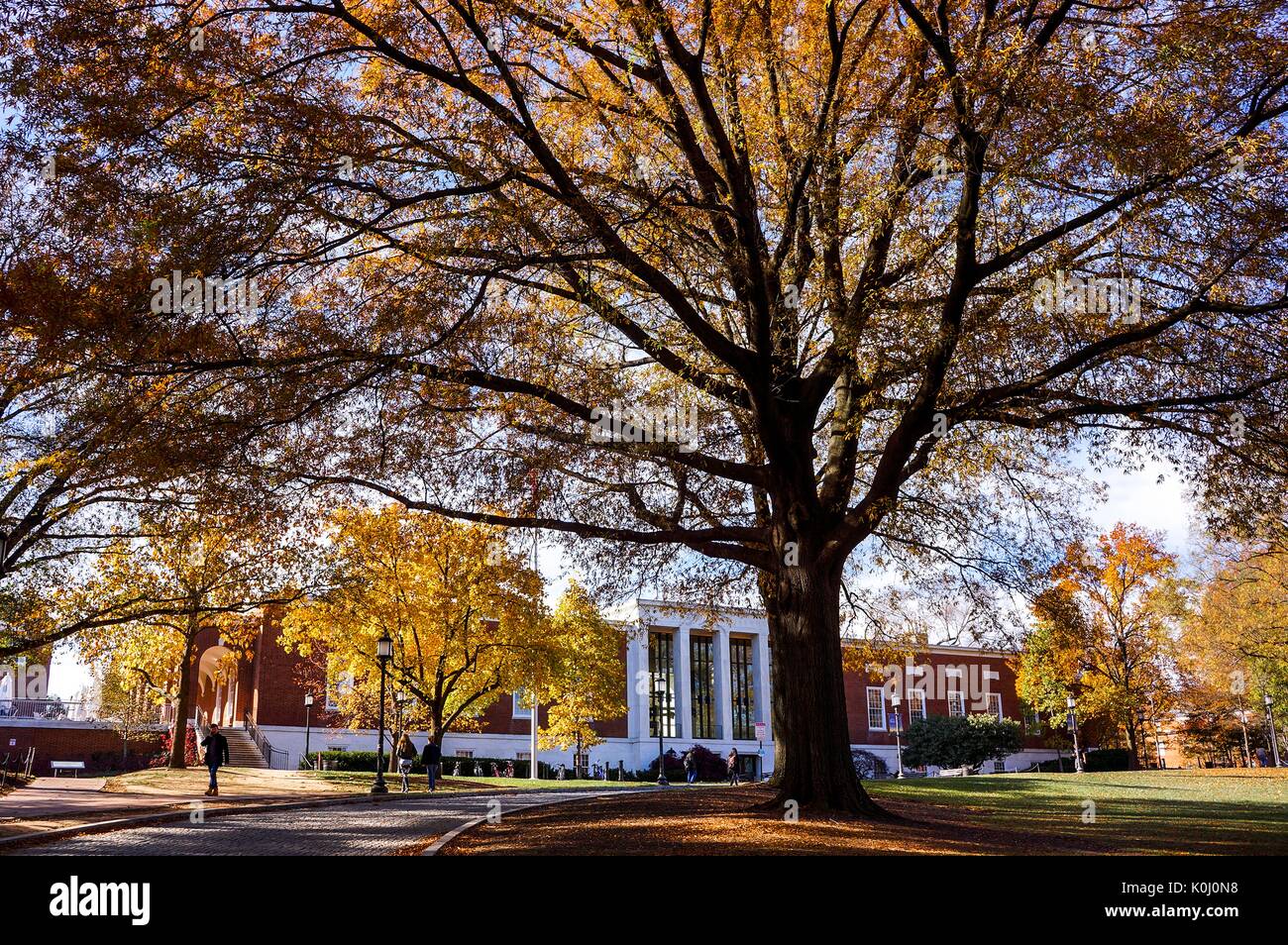 Los árboles cubiertos de hojas otoñales naranjas y amarillas enmarcan la biblioteca Milton S. Eisenhower en el campus de Homewood de la Universidad Johns Hopkins en Baltimore, Maryland, 2015. Cortesía Eric Chen. Foto de stock