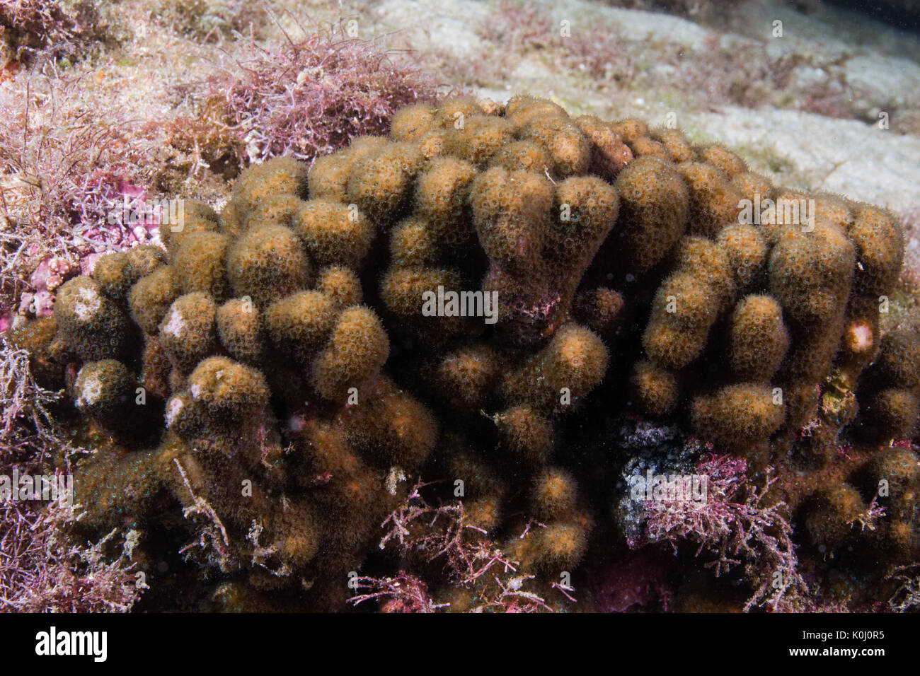 Reef coral genero madracis, especie madracis decactis, submarino Queimada Grande Island, en el sudeste de Brasil Foto de stock