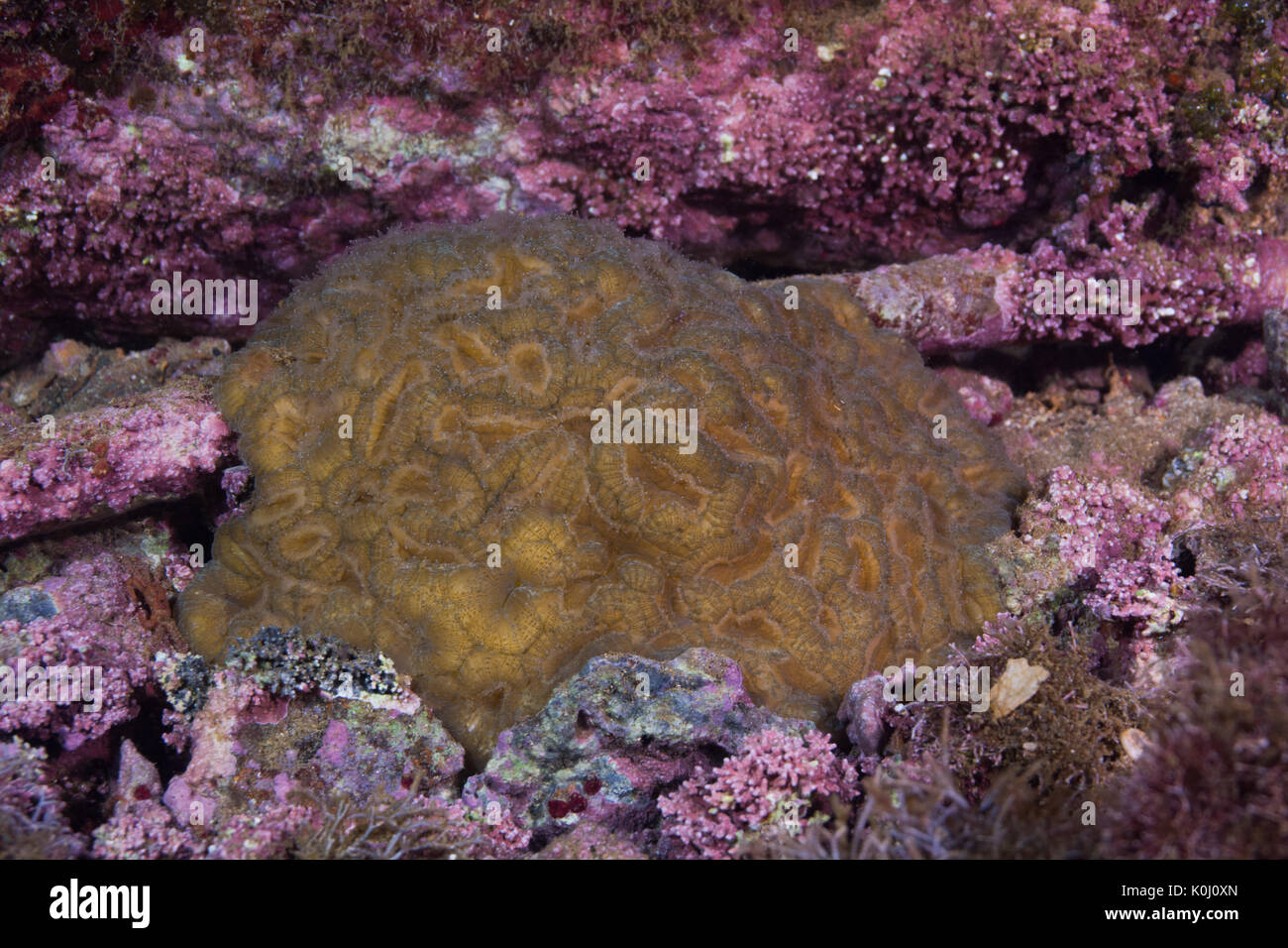 Género coral submarino mussismilia Ilha da Queimada Grande, en el sudeste de Brasil Foto de stock
