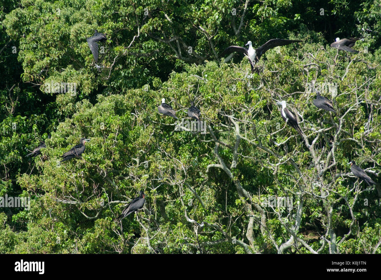 Aves marinas en árboles en 'Ilha da Queimada Grande' Isla de la costa del estado de Sao Paulo, Brasil Foto de stock