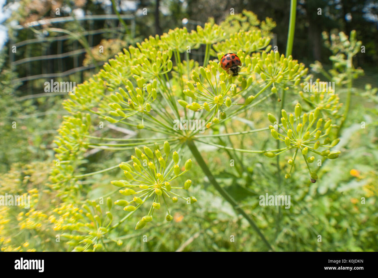 Ladybug en eneldo Cabeza floral Foto de stock