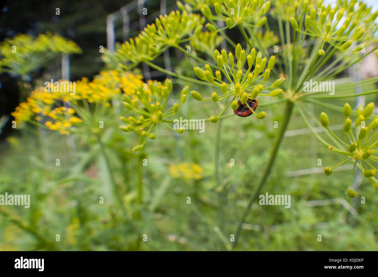 Ladybug en eneldo Cabeza floral Foto de stock