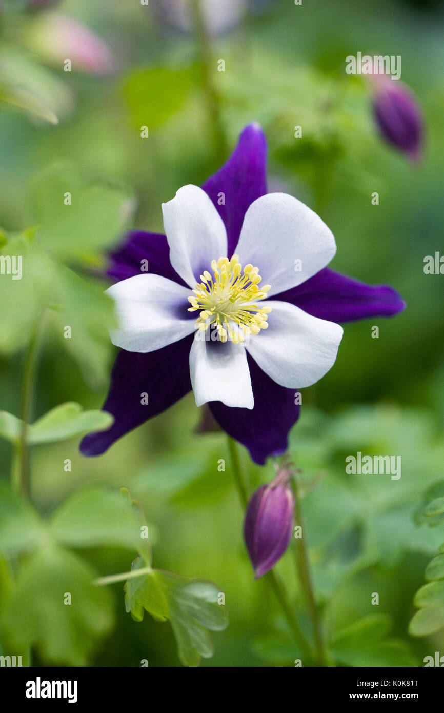 Flor blanca amarilla y violeta fotografías e imágenes de alta resolución -  Alamy