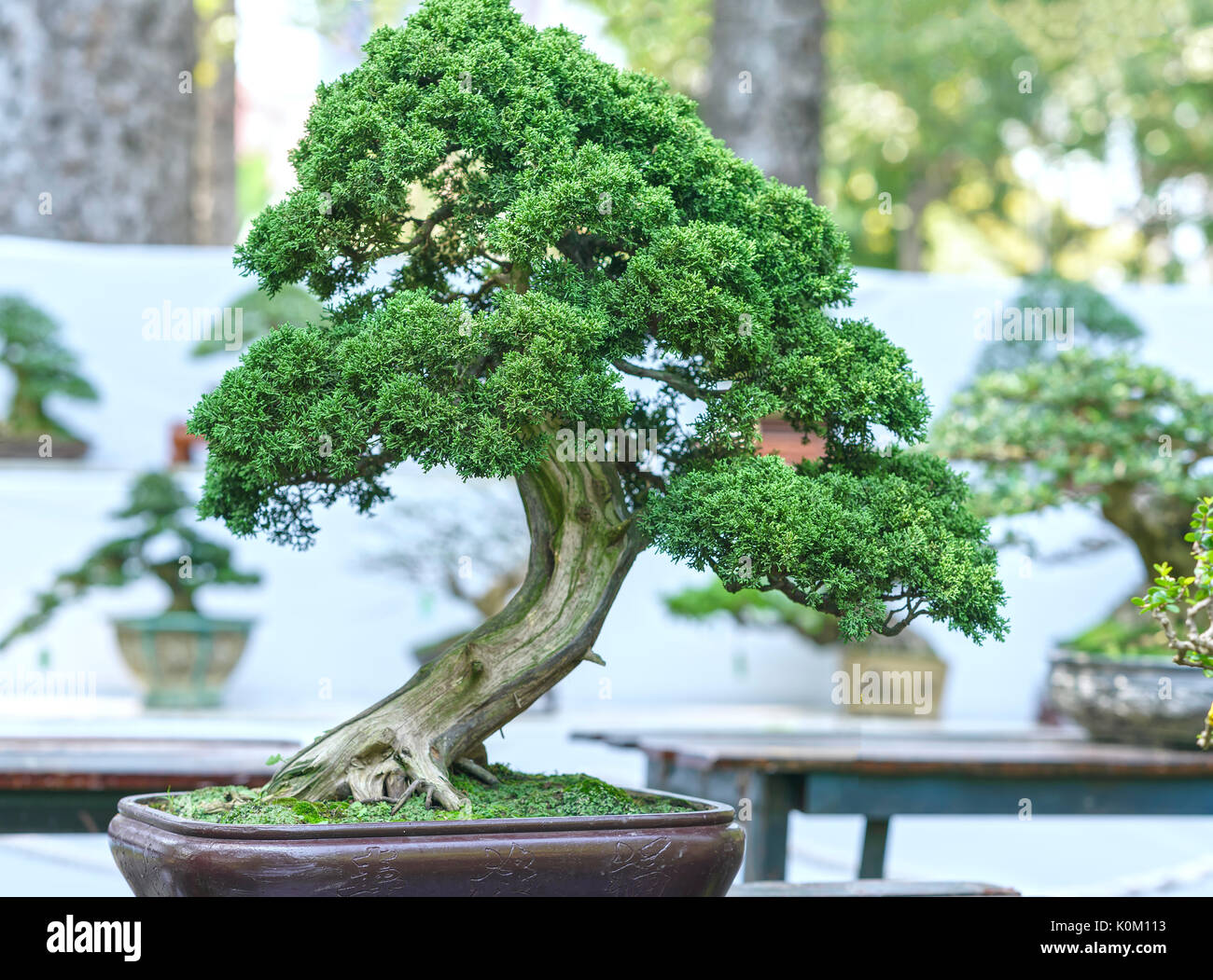 Green bonsai en una maceta en la forma del tallo se forma artesanos crean  bellas arte en la naturaleza Fotografía de stock - Alamy