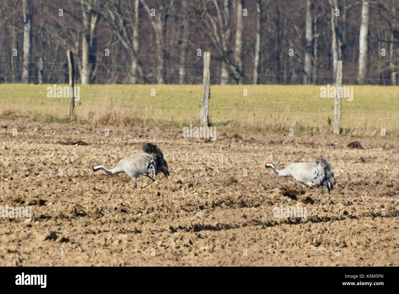 Grullas comunes (grus grus) en un campo, grullas comunes (grus grus) sur onu, champ brandebourg, Allemagne, Alemania Foto de stock