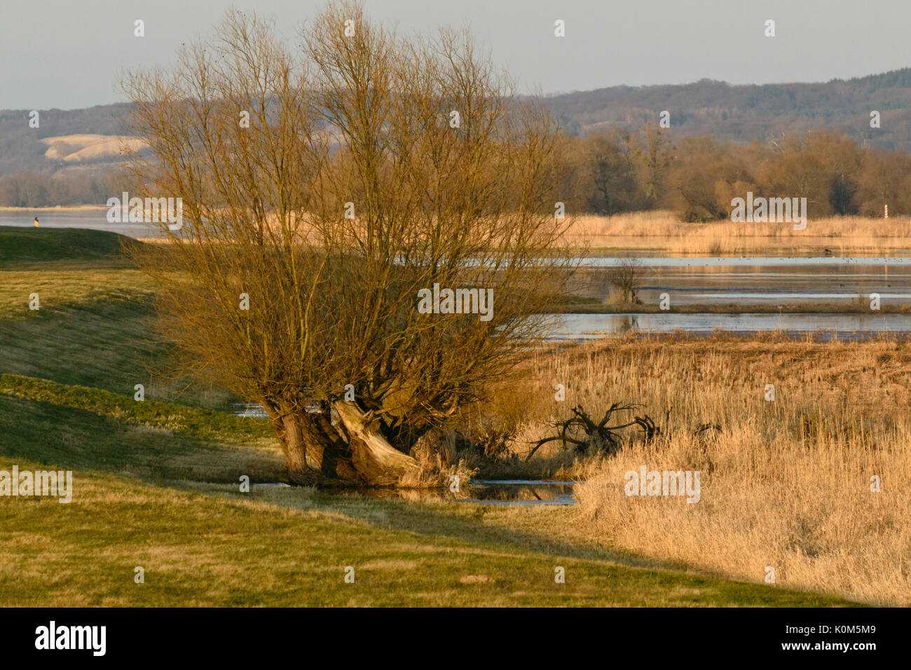 Un dique en el río Oder, baje el Parque Nacional Valle del Oder, Alemania Foto de stock