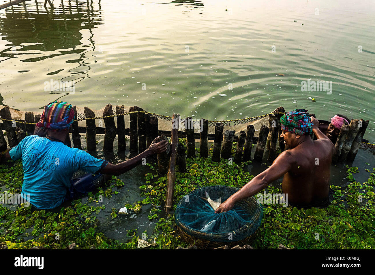 Pescador pesca en el lago, en Kolkata, Bengala occidental, India, Asia Foto de stock