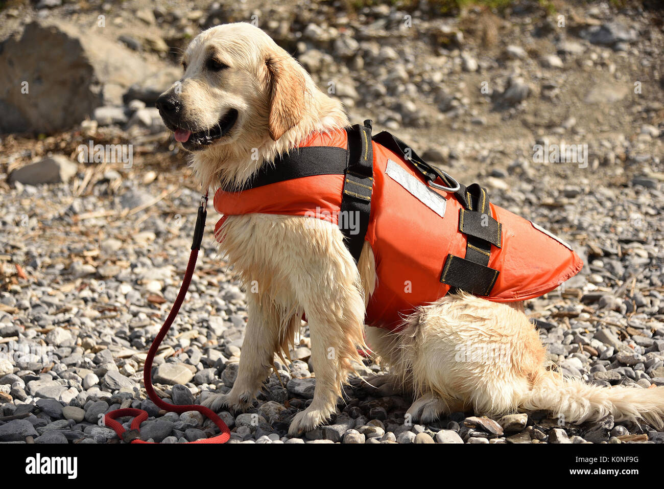 Sentado golden retriever perros de rescate de agua llevaba chaleco  salvavidas en día soleado Fotografía de stock - Alamy