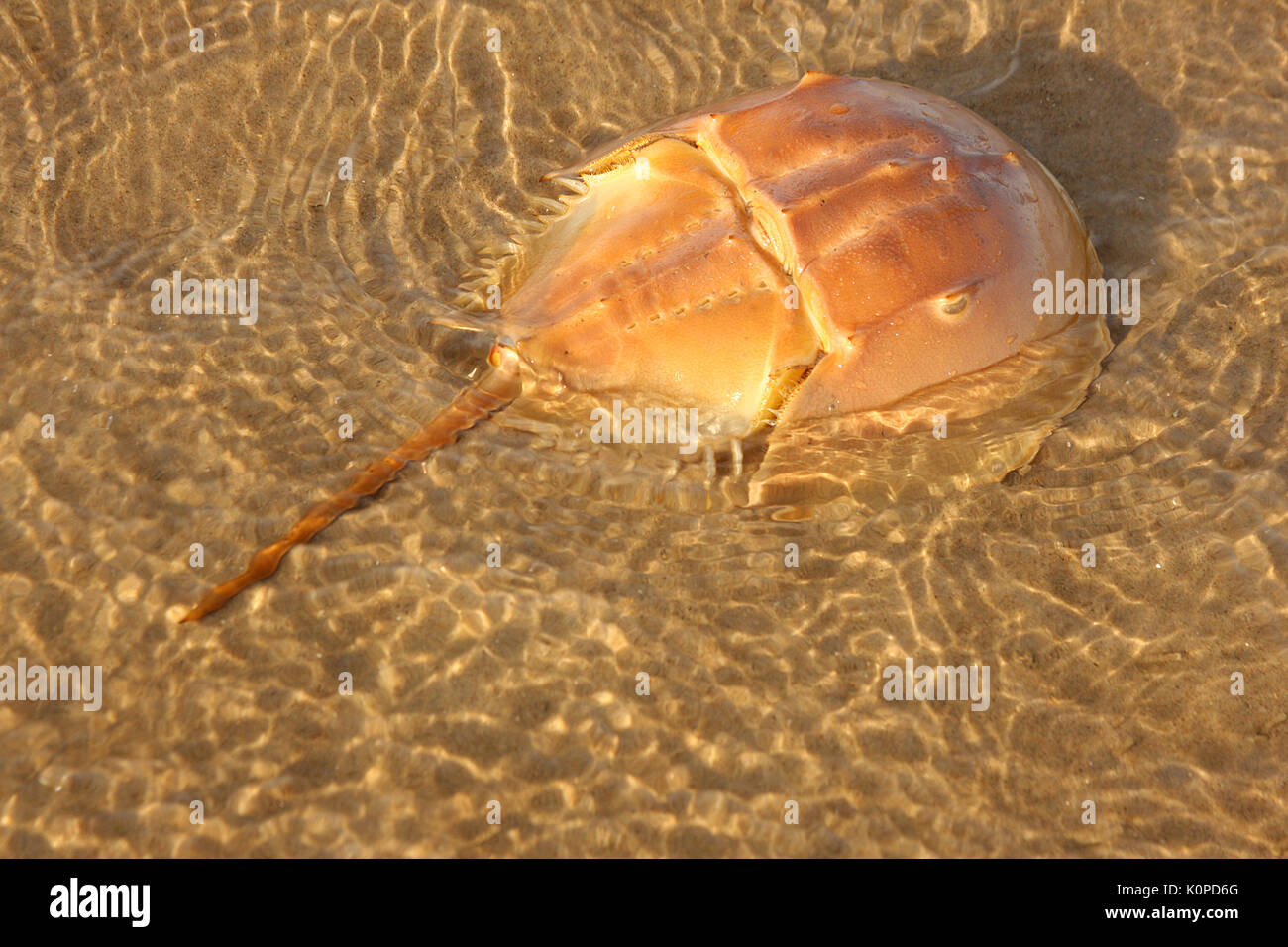 Cerca de la orilla del cangrejo herradura Fotografía de Cangrejo Herradura Fotos e Imágenes de stock Alamy