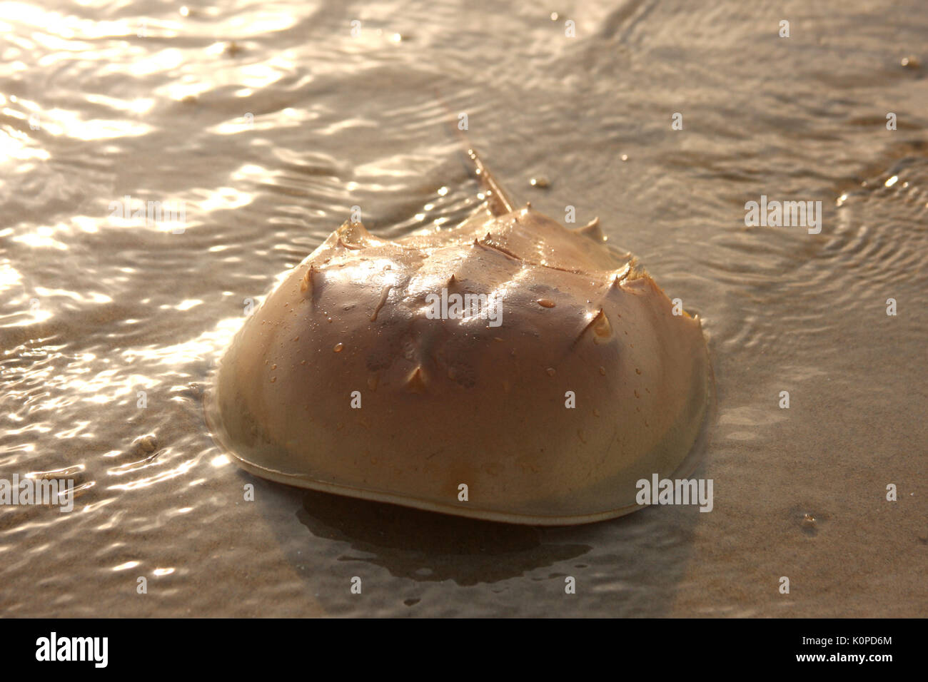 Cerca de la orilla del cangrejo herradura Fotografía de Cangrejo Herradura Fotos e Imágenes de stock Alamy