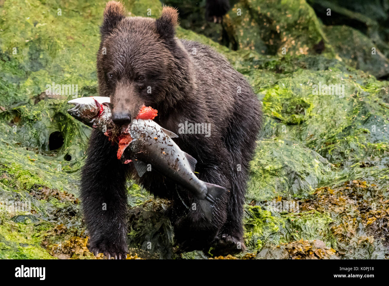 Brown (costero) oso grizzly (Ursus arctos horribilis) llevando un salmón en el sureste de Alaska, EE.UU.. Foto de stock