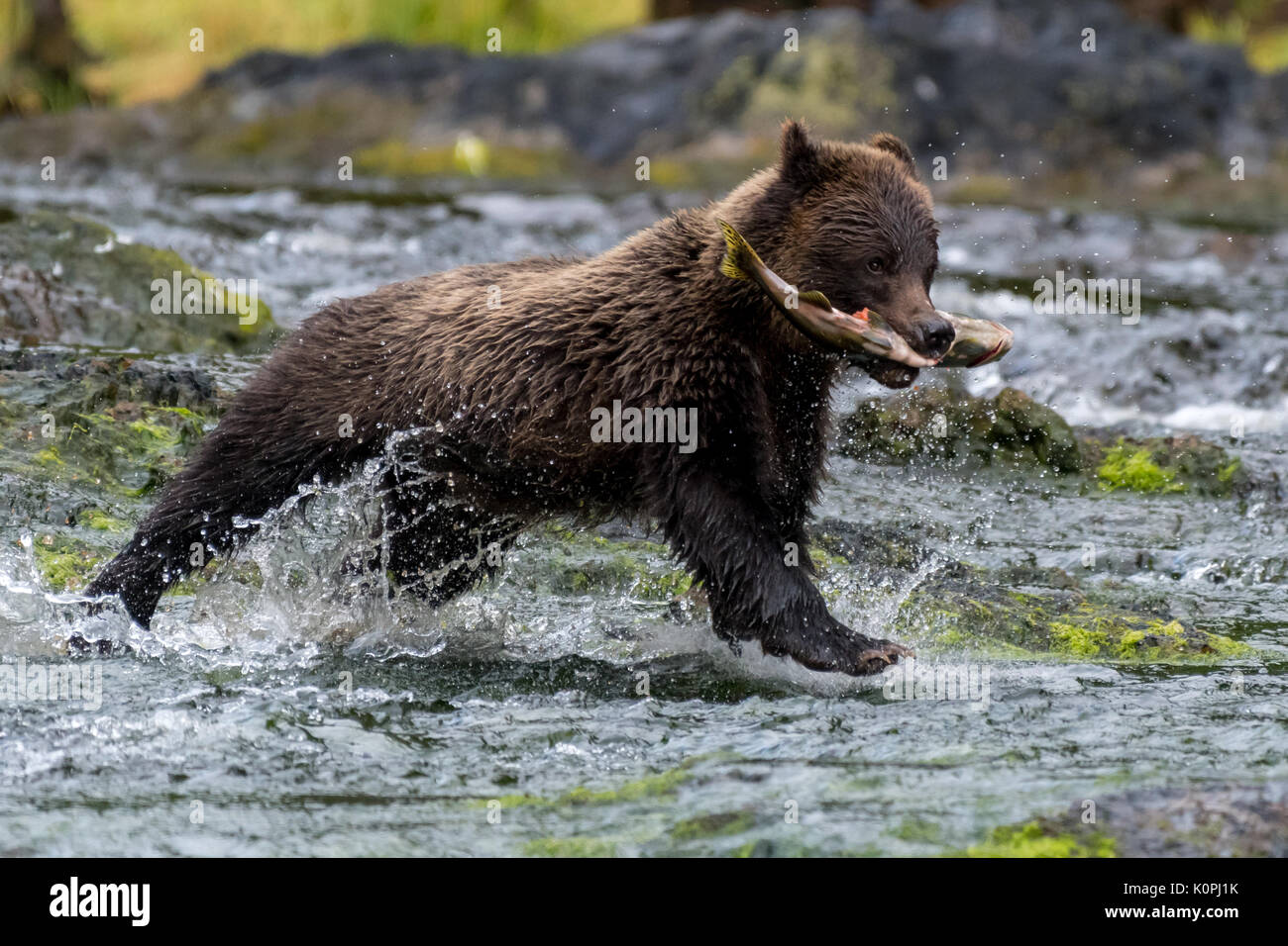 Brown (costero) oso grizzly (Ursus arctos horribilis) que se ejecutan a través de un río de Alaska suroriental llevando un salmón. Foto de stock