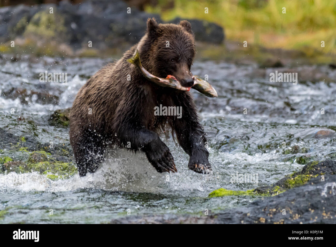 Brown (costero) oso grizzly (Ursus arctos horribilis) que se ejecutan a través de un río de Alaska suroriental llevando un salmón. Foto de stock