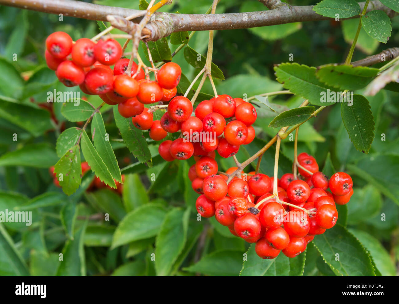 Las pequeñas bayas rojas de un árbol de ceniza de Montaña (Sorbus aucuparia o Rowan Tree) a principios de otoño en el Reino Unido. Foto de stock