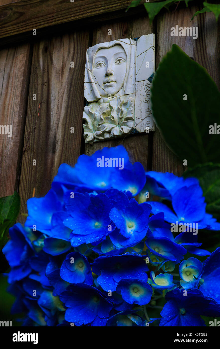 Las hortensias azules, hizo este color por el ph del suelo, en un jardín  trasero derecho después de una lluvia en verano Fotografía de stock - Alamy