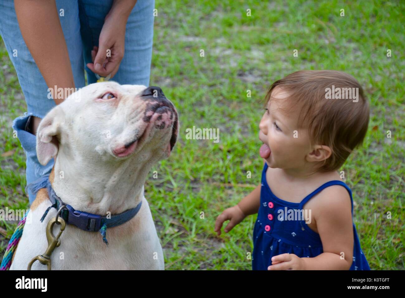 Niño con su lengua fuera de besar a su perro mascota porque ése es cómo el perro besó. Foto de stock