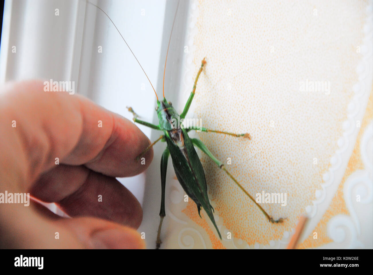 Como el cricket fotografías e imágenes de alta resolución - Página 5 - Alamy