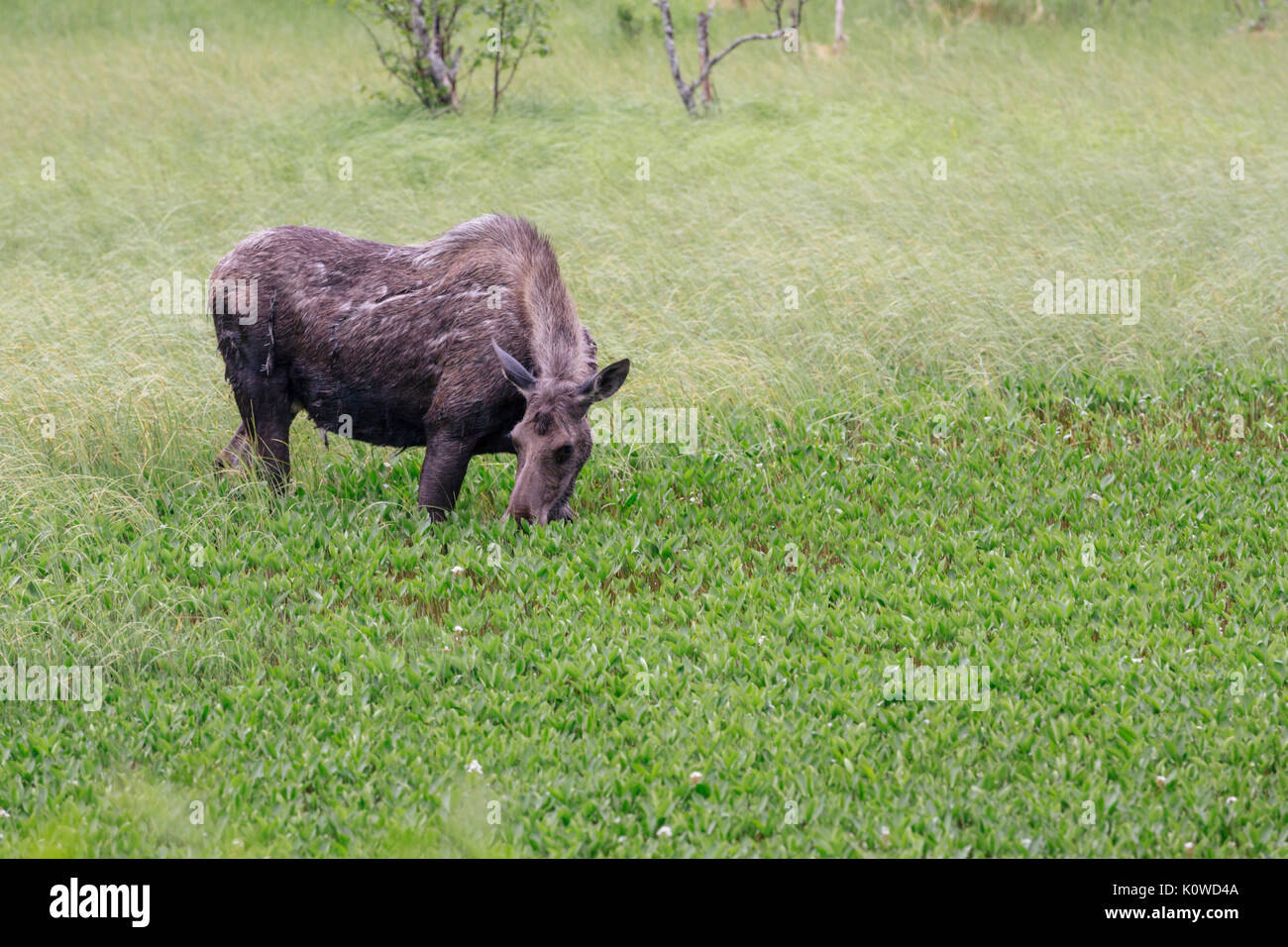 Moose en un estanque, Alces alces, Seward, la Península Kenai, el Bosque Nacional de Chugach, Alaska, EE.UU. Foto de stock