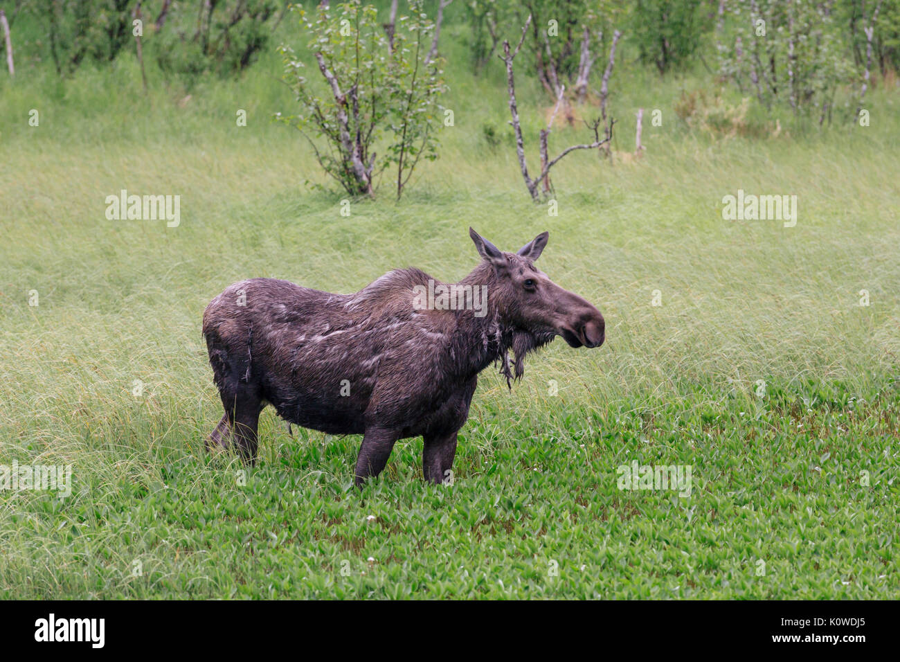 Moose en un estanque, Alces alces, Seward, la Península Kenai, el Bosque Nacional de Chugach, Alaska, EE.UU. Foto de stock