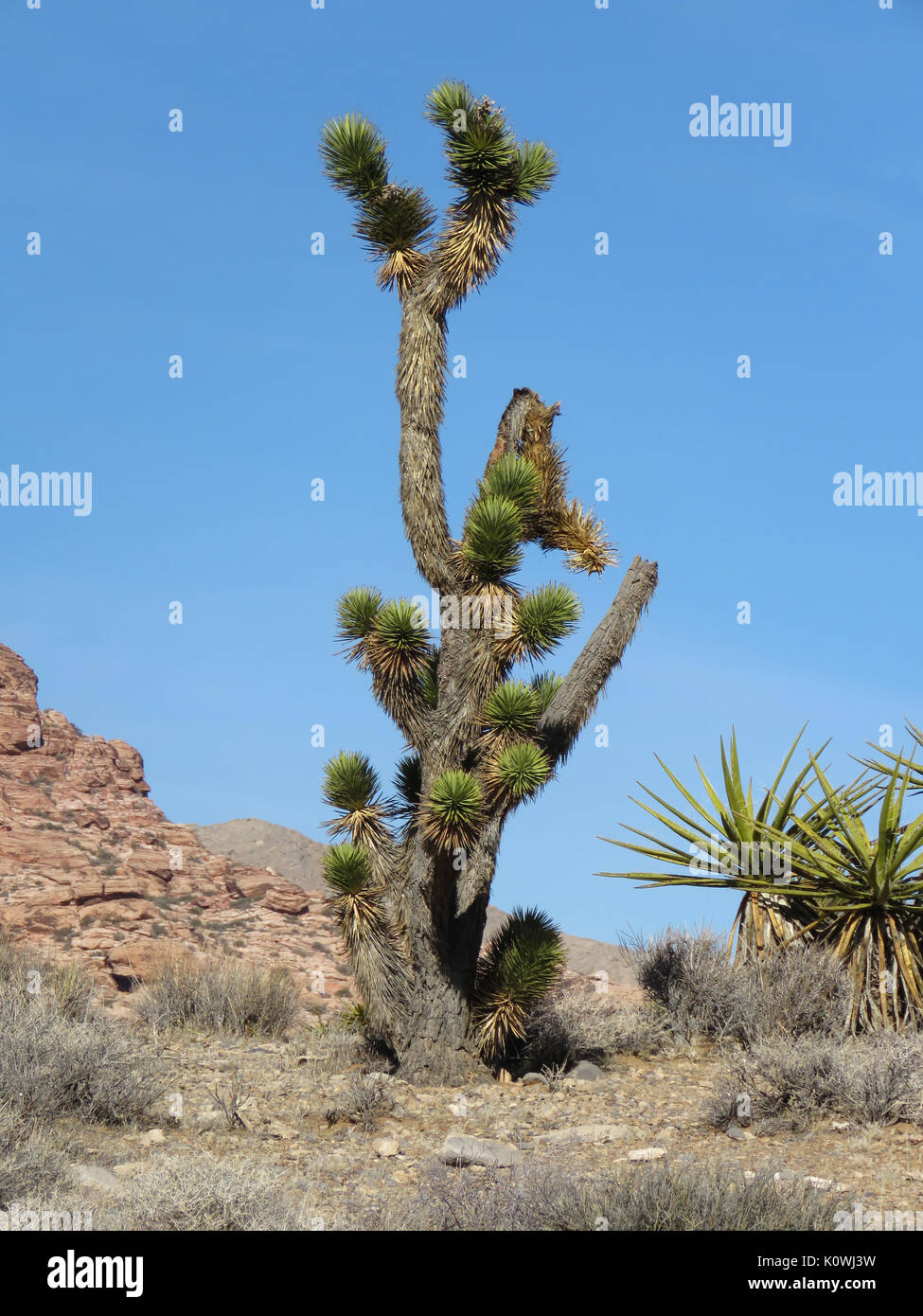 Joshua Tree (Yucca brevifolia) creciendo en el Area de Conservación Nacional de Red Rock Canyon, Nevada, EE.UU. Foto de stock