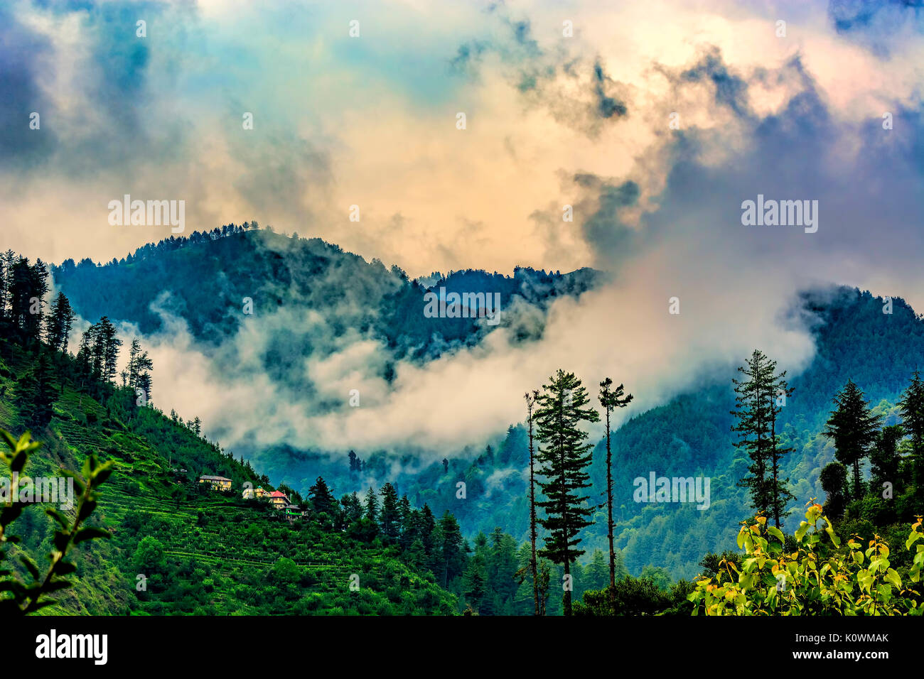 Hermoso paisaje profundo bosque tropical / selva de Janjehli, Himalaya