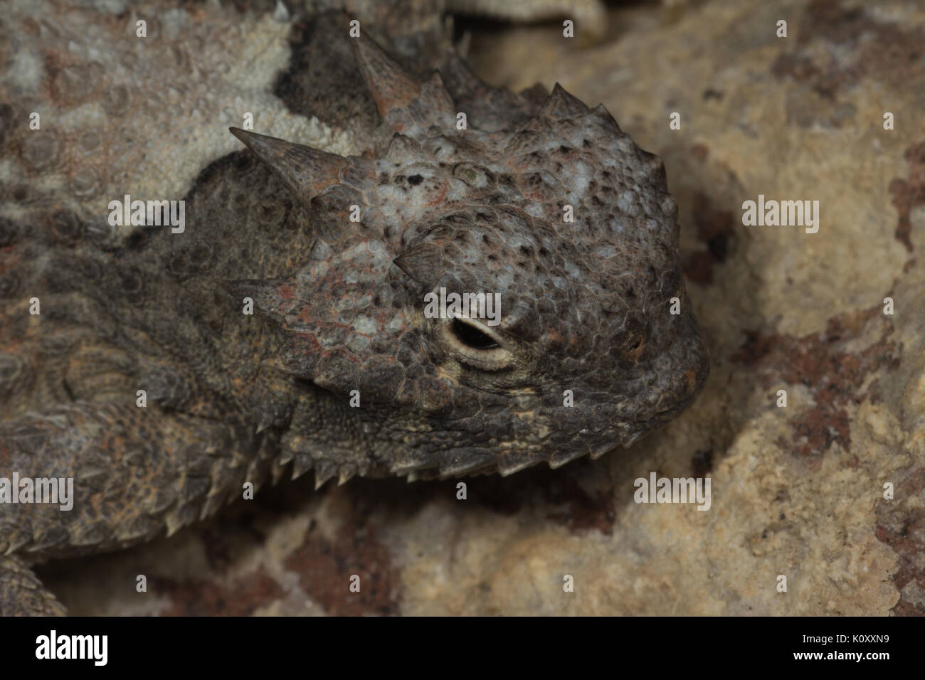 Vista de cerca de un desierto lagarto cornudo (Phrynosoma platyrhinos) Foto de stock