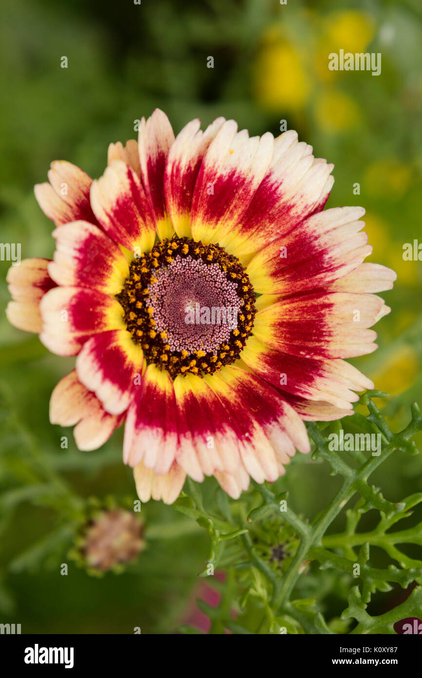 Gazanias o margaritas africanas Foto de stock