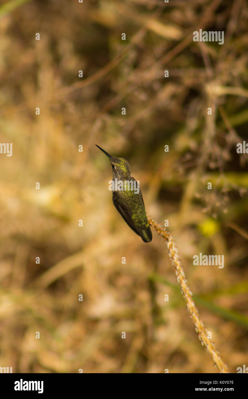 Ann colibrí de Ana (Calypte anna) posado sobre una ramita Foto de stock