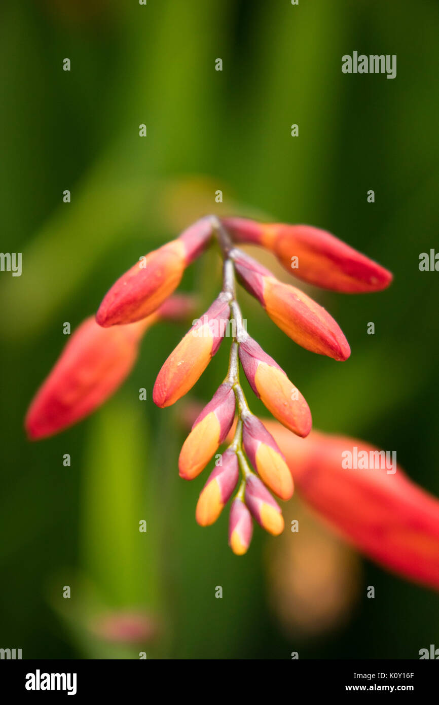 Crocosmia Foto de stock