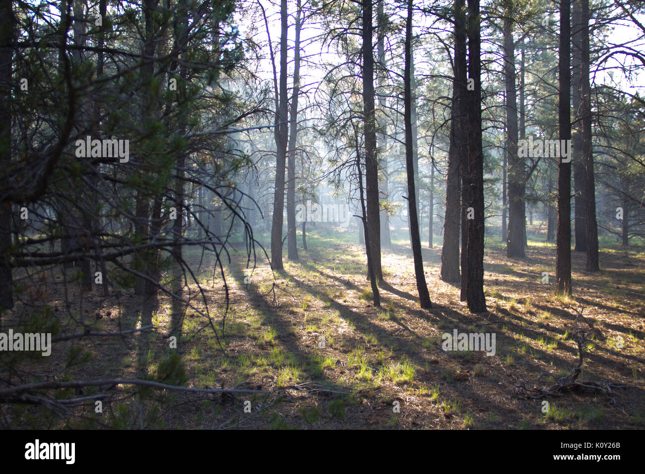 El humo de un incendio forestal cercano en el Bosque Nacional Kaibab, durante la mañana. Foto de stock