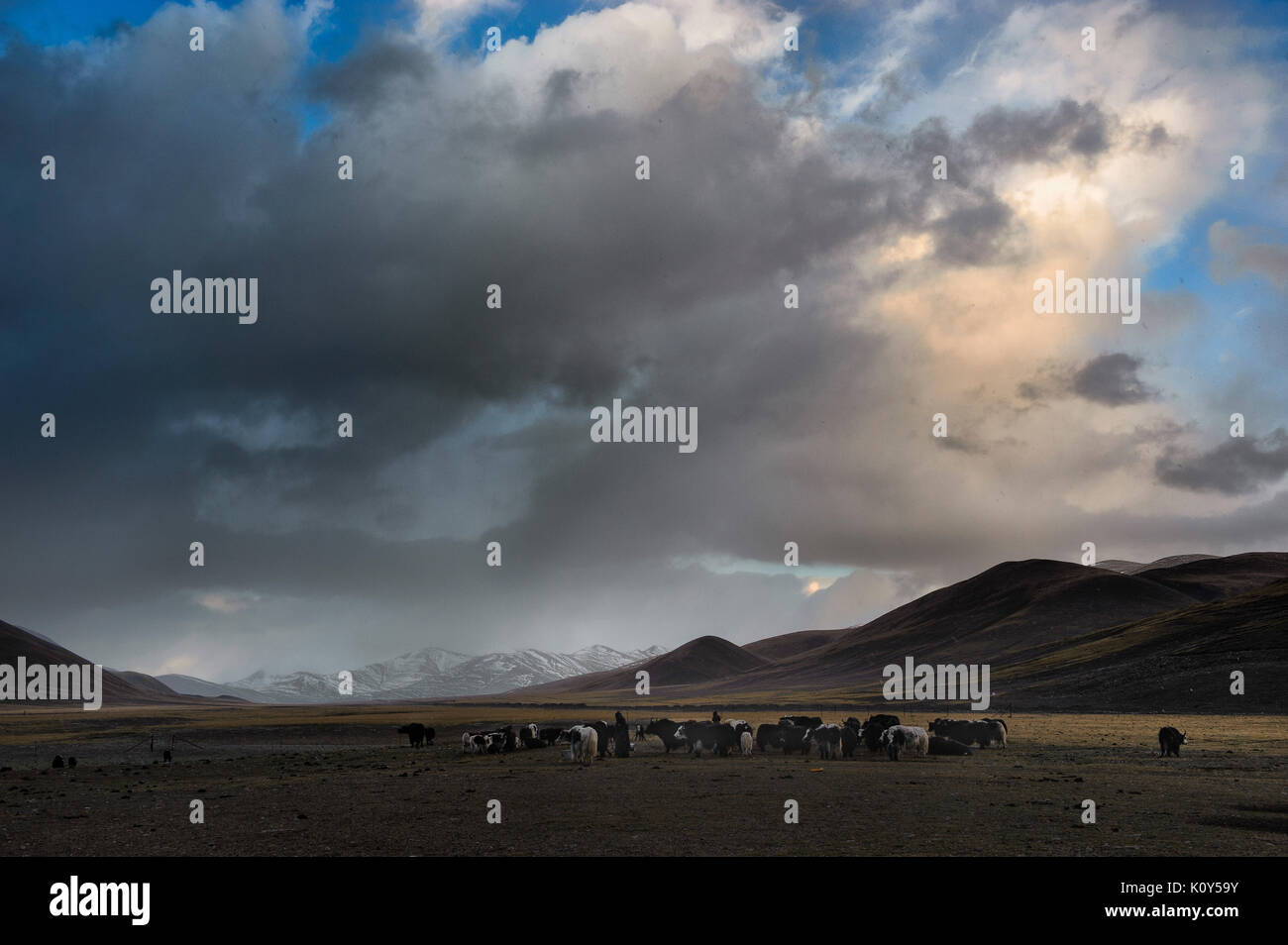 Los nómadas tibetanos atando sus yaks alrededor de su campamento en las tierras altas de la meseta tibetana Foto de stock