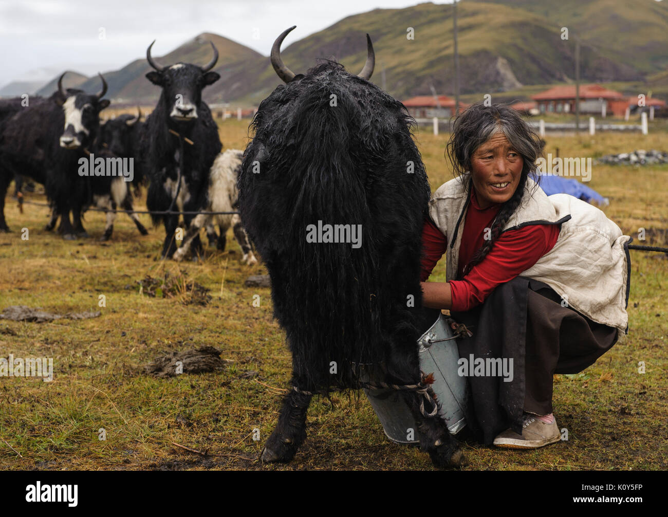 Mujer nómada tibetano leches un yak Foto de stock