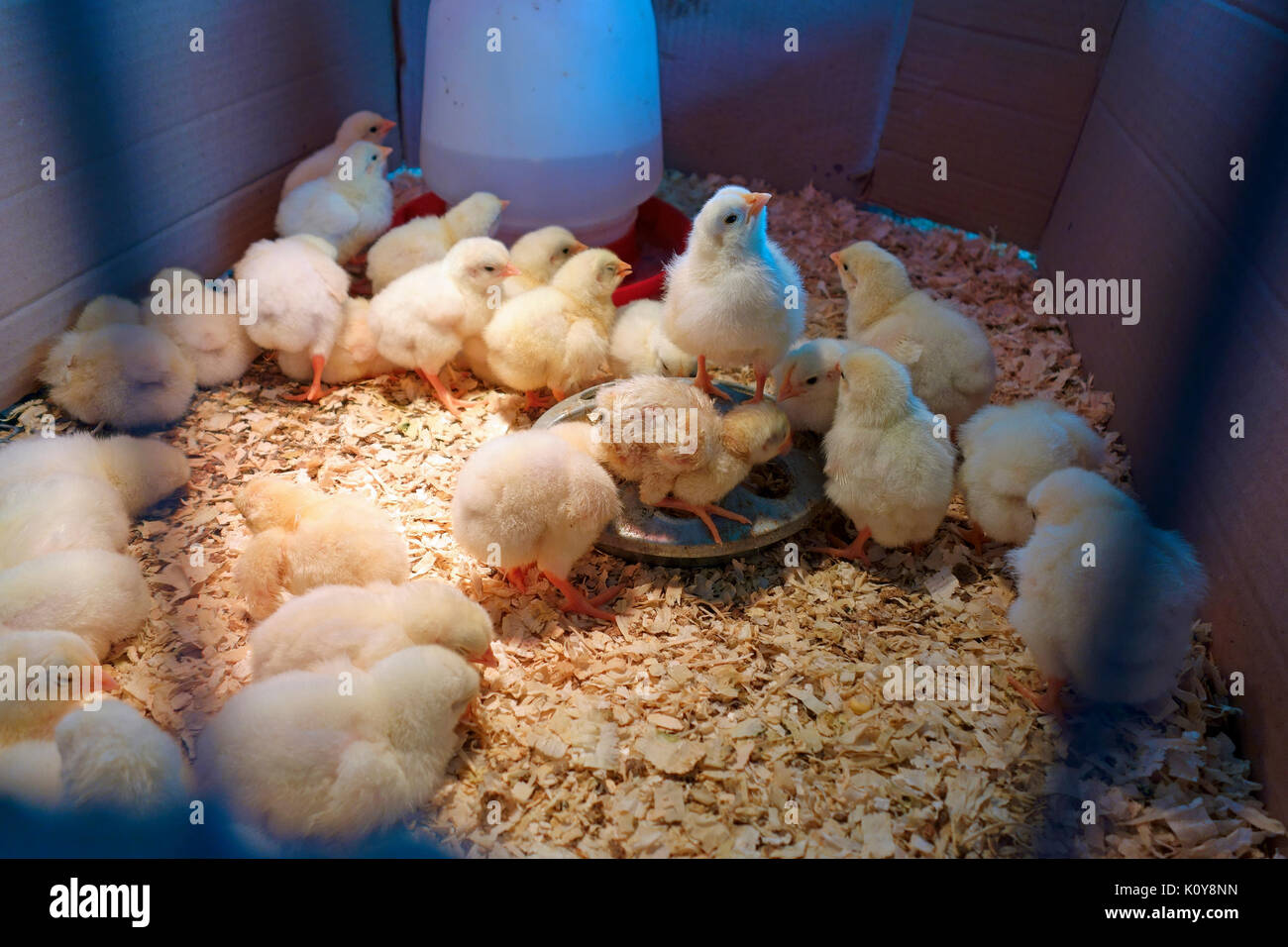 Incubadora De Pollos Fotos E Imagenes De Stock Alamy