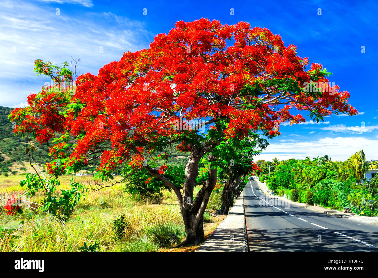 árbol de flamboyán fotografías e imágenes de alta resolución - Alamy