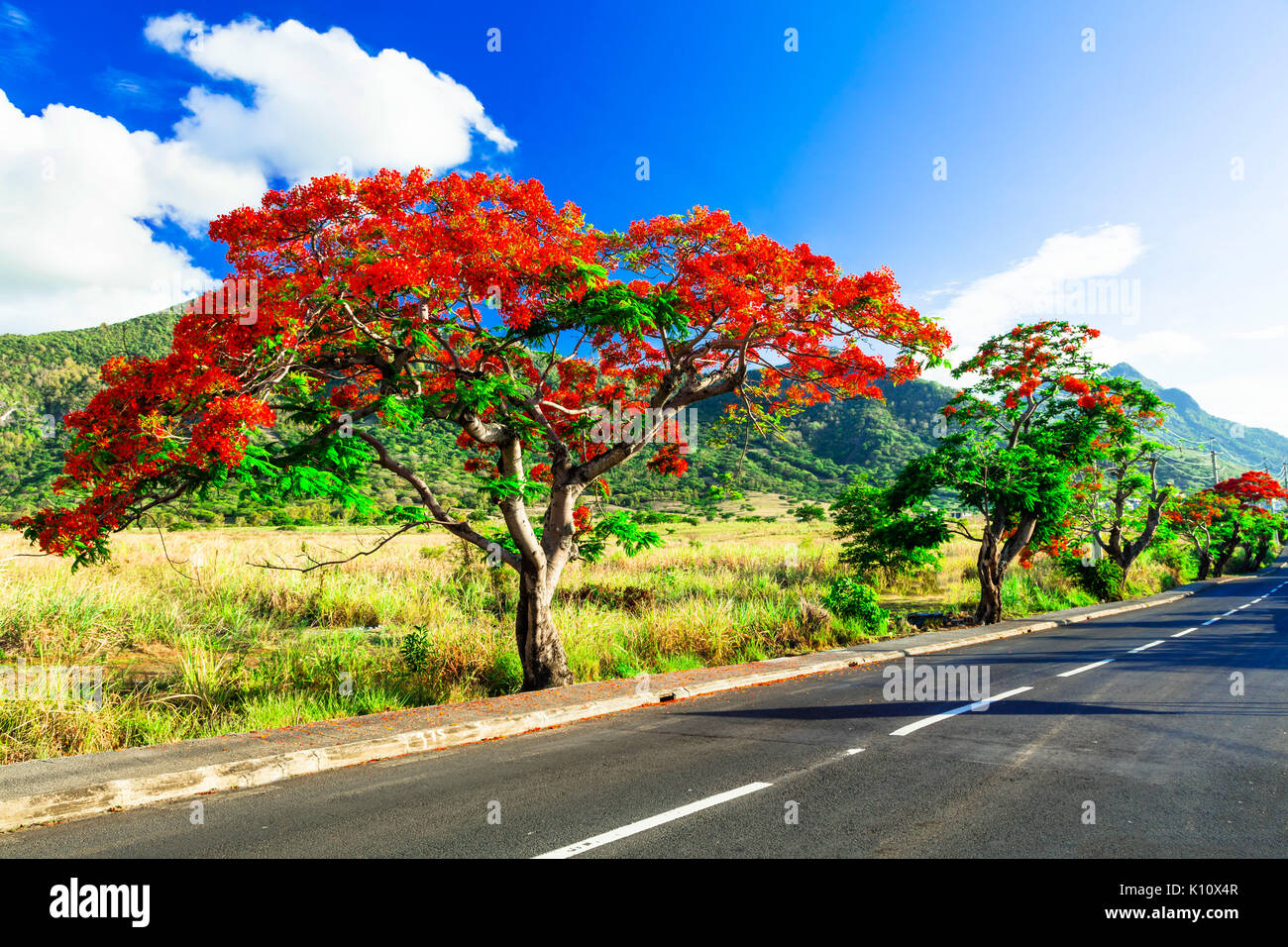 Los hermosos árboles con flores rojas Flamboyant isla Mauricio Fotografía  de stock - Alamy