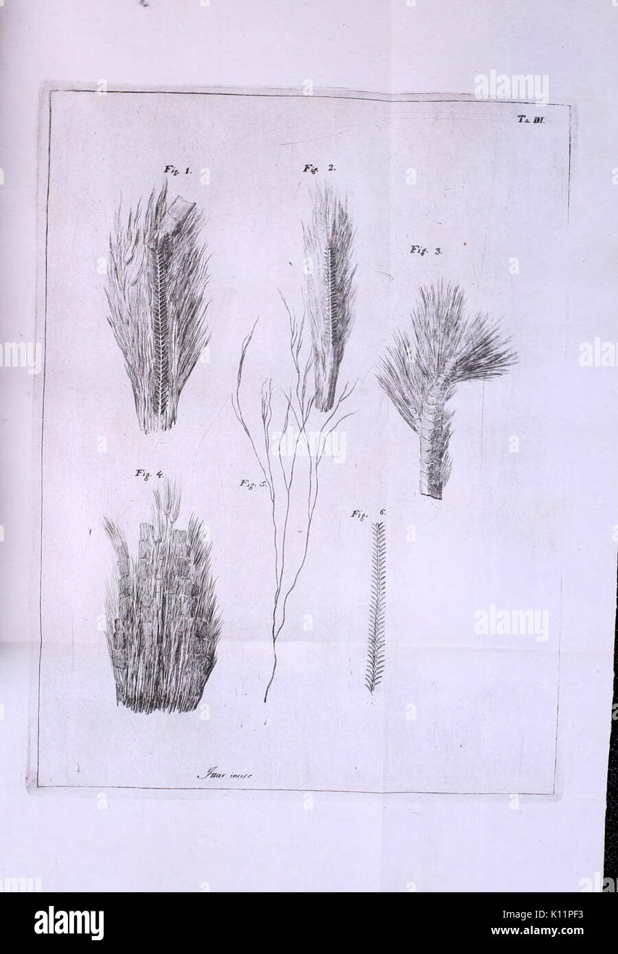 Gioenia Atti della Accademia di Scienze naturali en Catania BHL7800156 Foto de stock