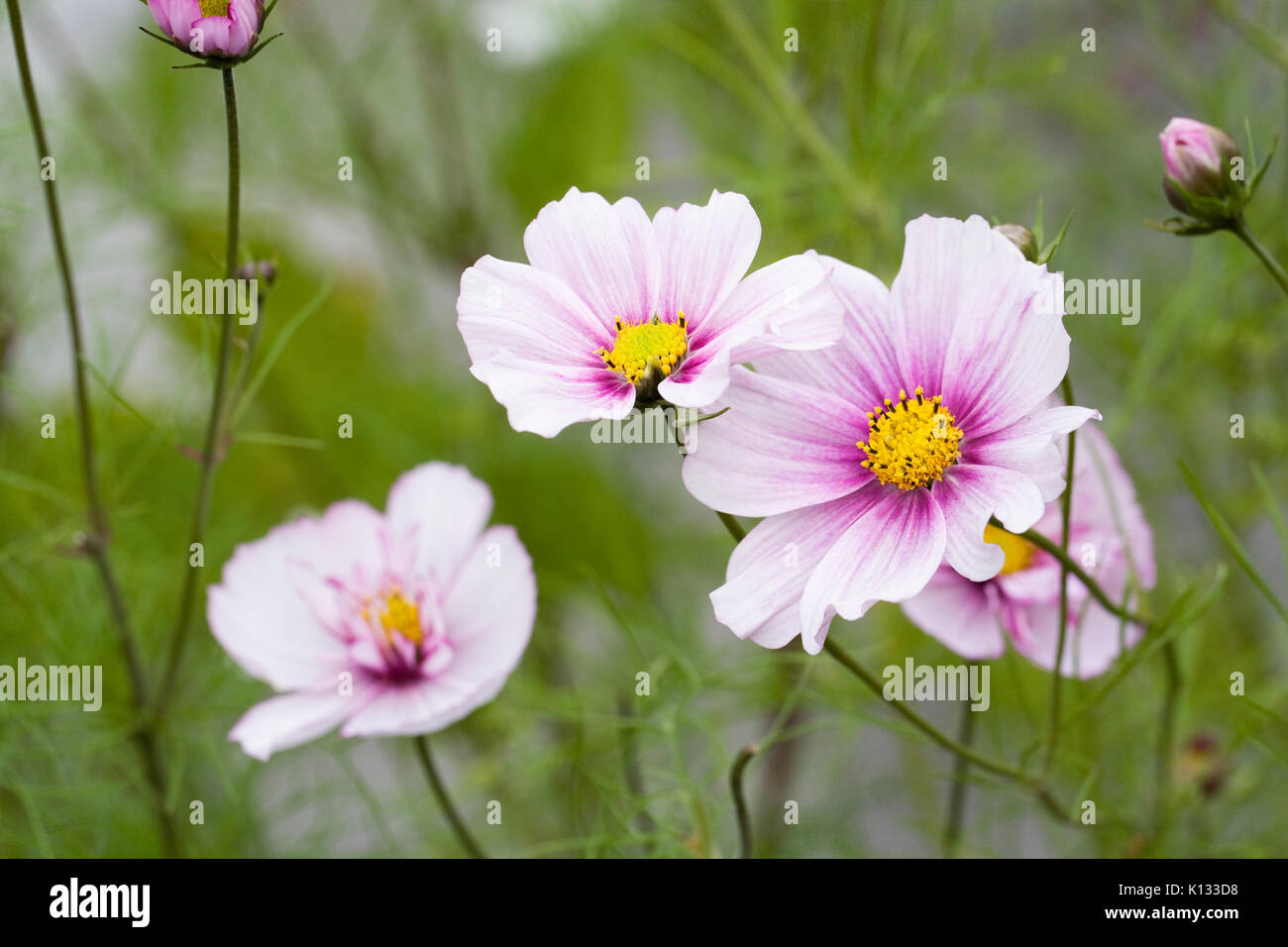 Cosmos bipinnatus 'Daydream' flores. Foto de stock
