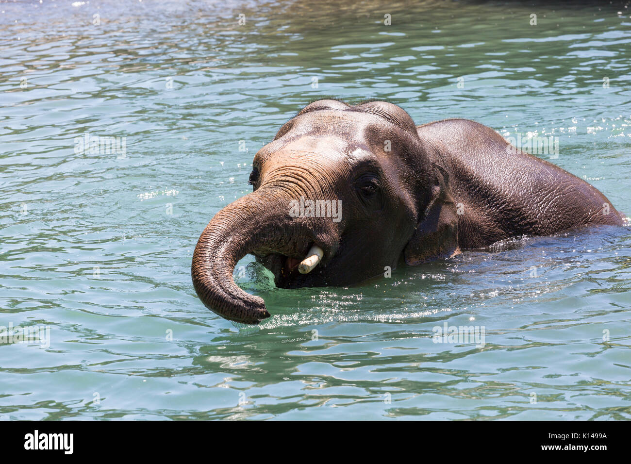 Elefante en el agua en el Portland Oregon Zoo Foto de stock