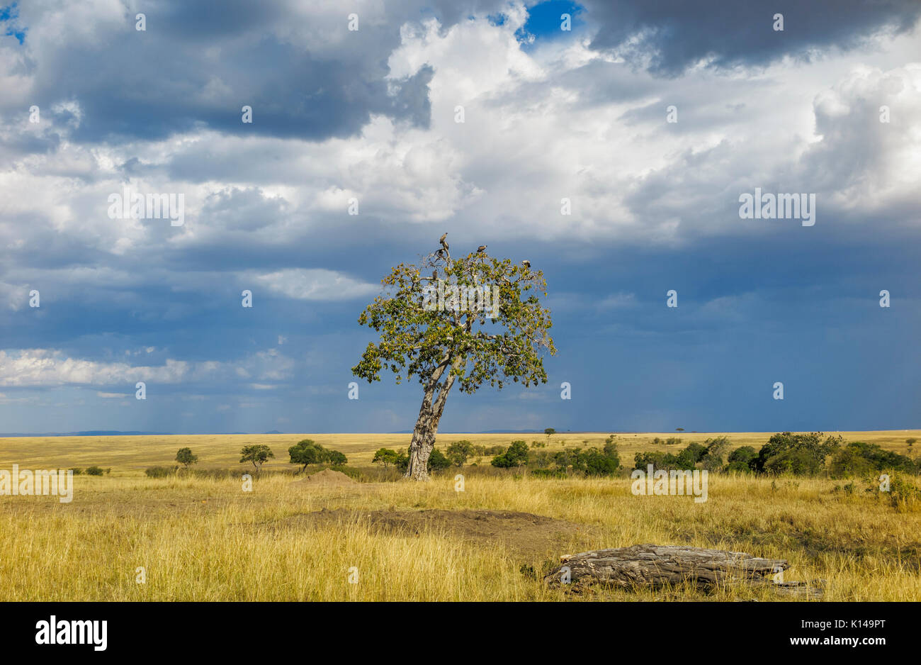 Paisaje de sabana de pastizales en Masai Mara, Kenya con los buitres donde se posan en un árbol contra un cielo nublado con acercarse a las nubes de lluvia Foto de stock