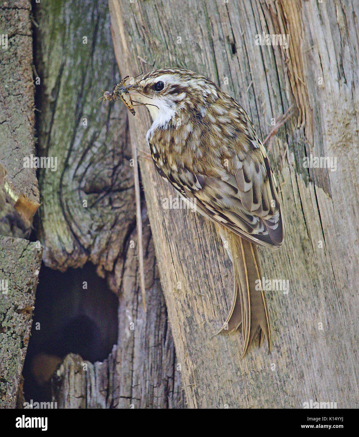 Treecreeper culebrera con insectos en su pico, encaramado en un cobertizo de madera junto a su cavidad de anidamiento Foto de stock
