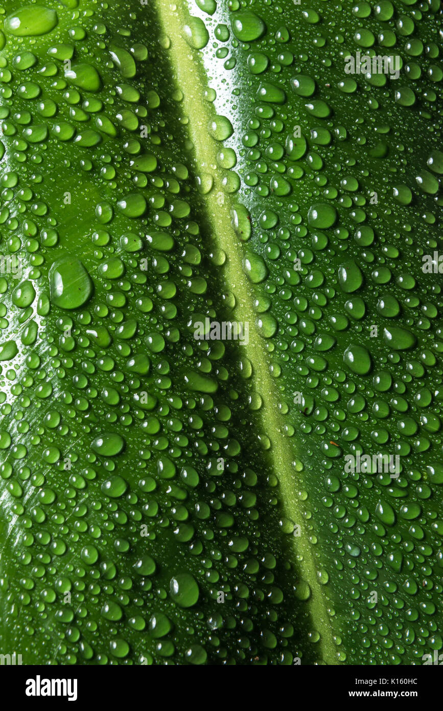 Gotas de agua sobre hojas tropicales Foto de stock