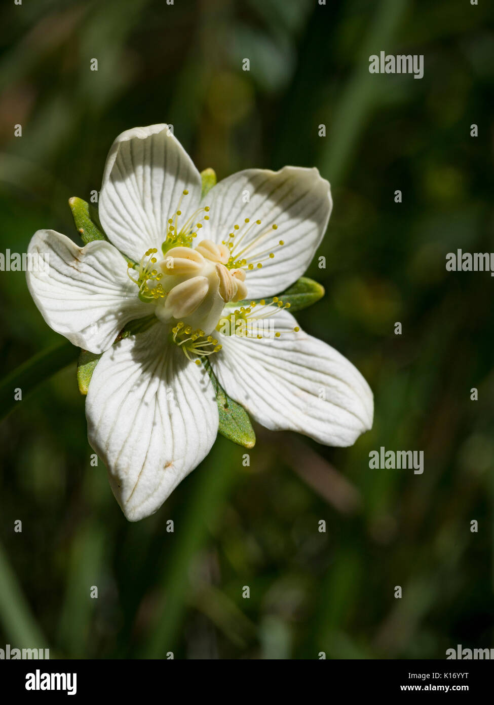 Parnassia palustris Foto de stock