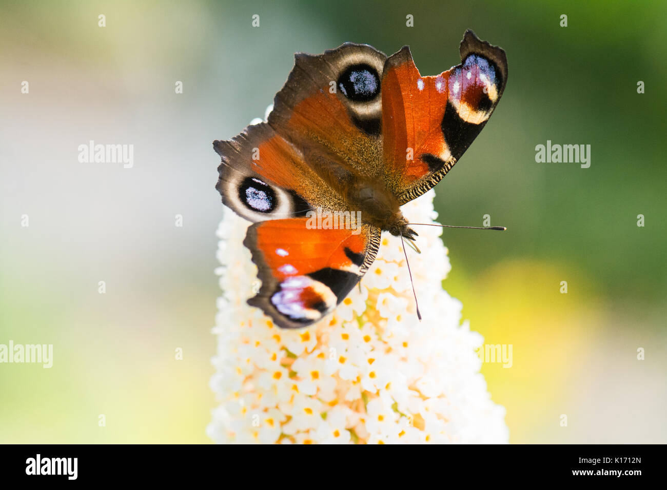 Roto dañado - Unión Europea de ala de mariposa mariposa pavo real Foto de stock