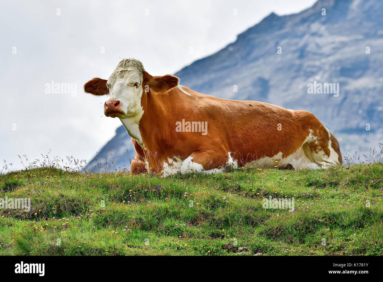 La vaca en el pasto alpino descansar después de un duro día de trabajo Foto de stock