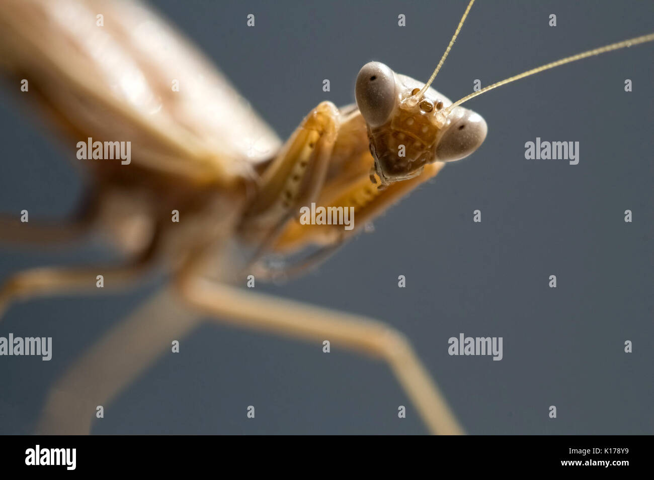 Vista de una mantis religiosa - retrato de un insecto Foto de stock