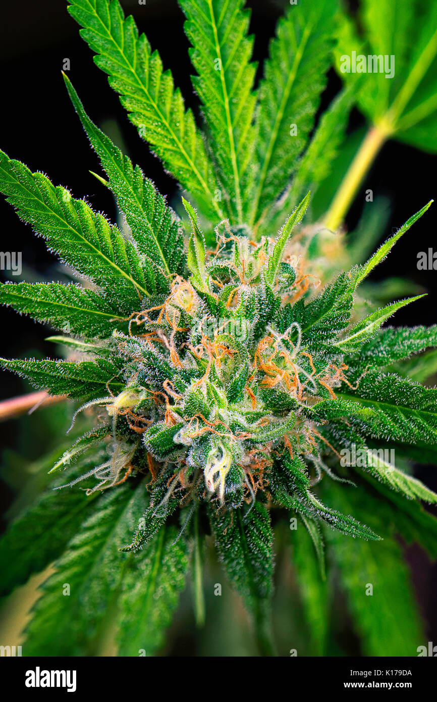 Detalle Macro de cola de cannabis (marihuana) cepa ruso negro con vello